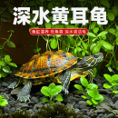 深水龟黄耳龟吃粪龟水龟鱼缸火焰乌龟活物黄头侧颈观赏宠物小乌龟