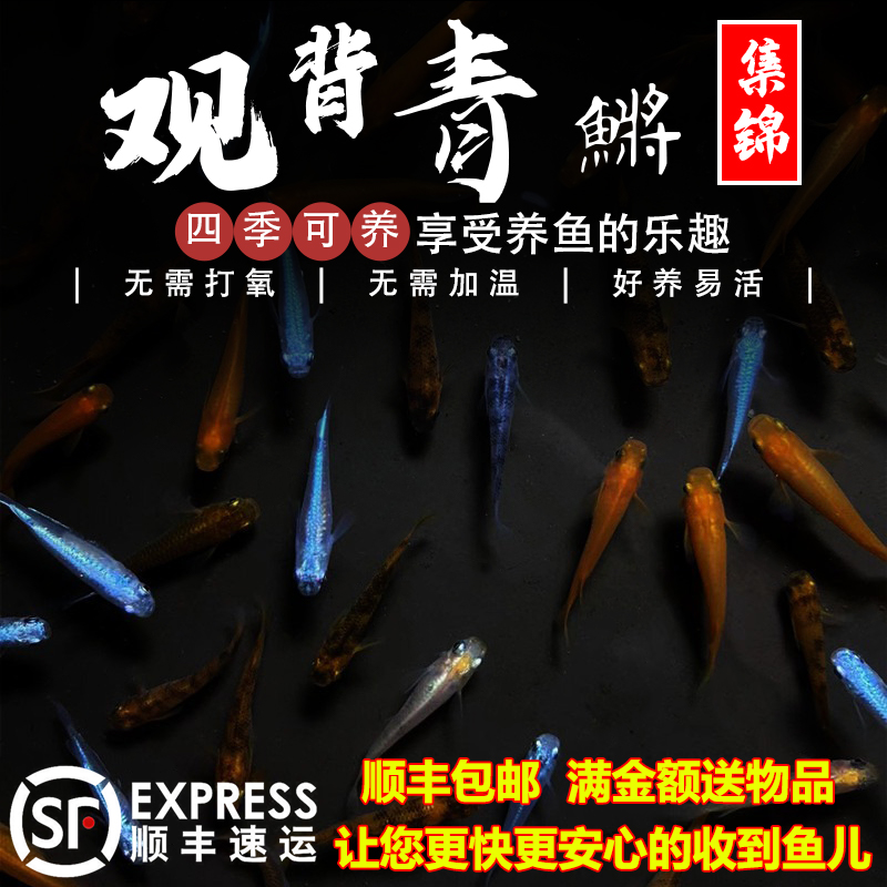 观背青鳉赏鱼魔法冷水小型锦鲤淡