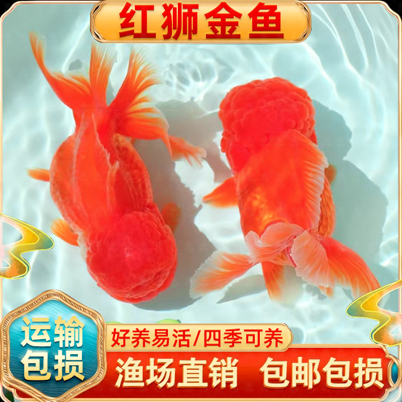 红狮金鱼国师冷水小活淡锦鲤观赏