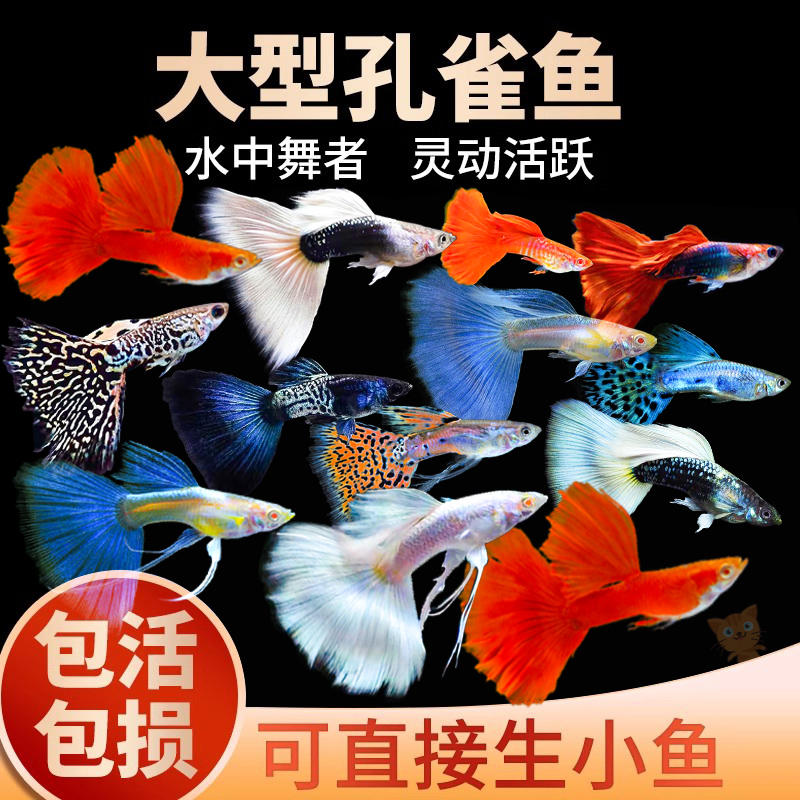孔雀鱼活鱼精品纯种大尾巴凤尾鱼小型热带鱼苗观赏鱼淡水好养耐活