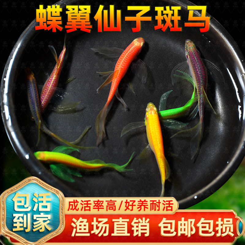 蝶翼斑马鱼热带小型观赏鱼淡水冷水鱼孔雀鱼灯科鱼耐寒好养活体鱼