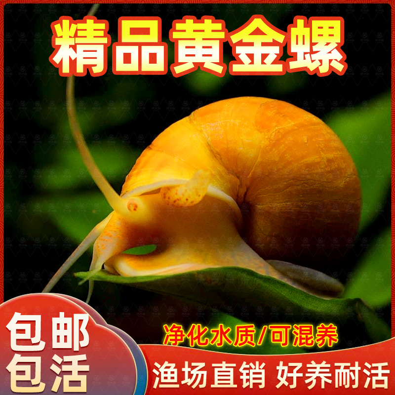 黄金螺淡水鱼缸工具吃青苔观赏螺