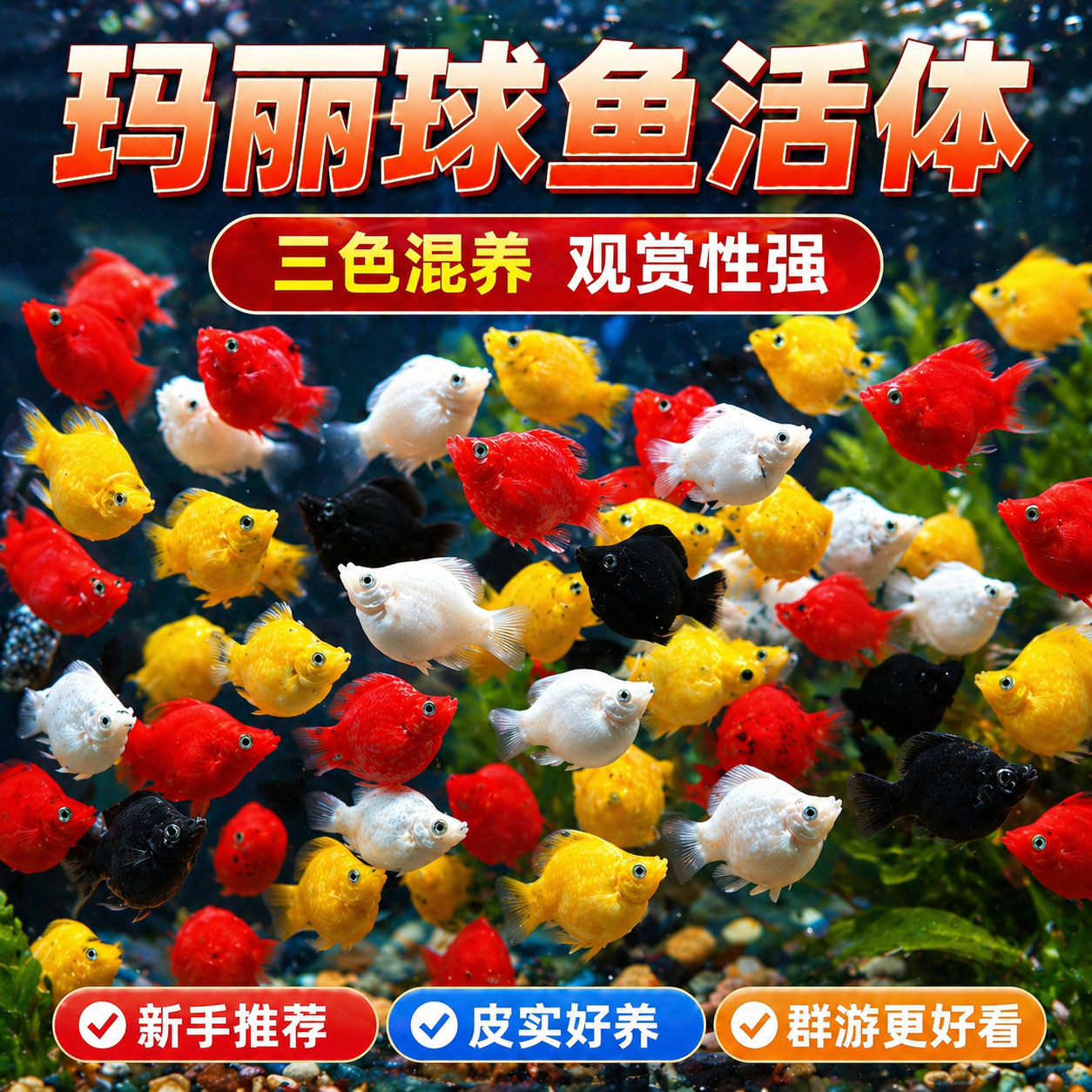 玛丽球鱼胎生观赏皮球鱼热带直接生小鱼孔雀鱼热带繁殖新手好养鱼