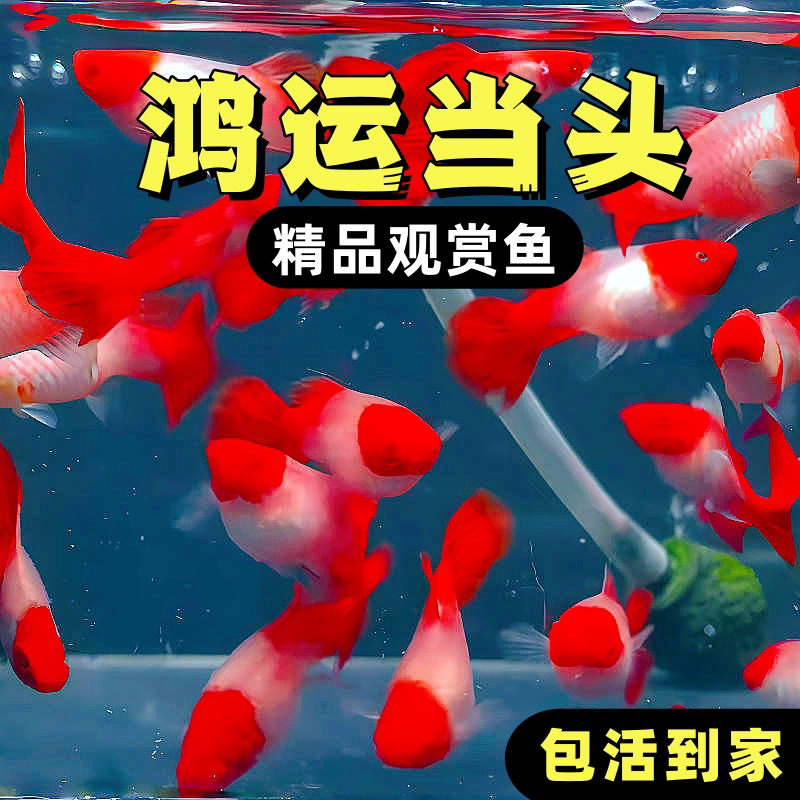 鸿运当头孔雀鱼热带观赏鱼苗淡水凤尾鱼小型小鱼好养耐活耐养金鱼图片
