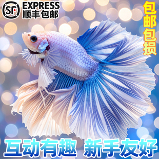 泰国斗鱼粉白半月婚纱鱼懒人鱼网红宠物热带鱼新手好养耐活冷水鱼