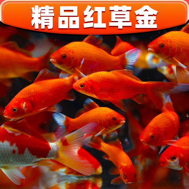 红草金鱼好养耐活长尾大观赏锦鲤