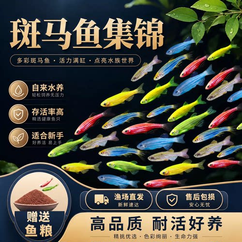 热带淡水观赏鱼苗群游好养耐活
