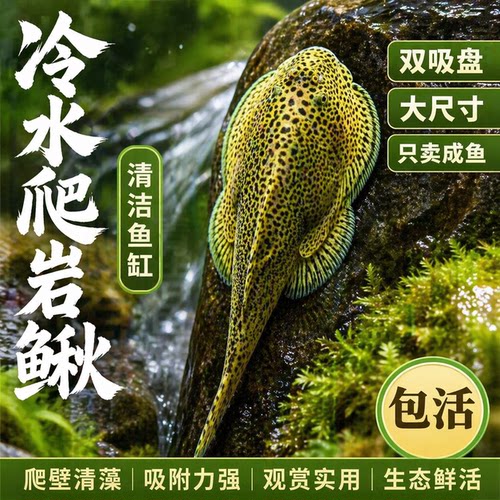 贵州爬岩鳅吸鳅不加温冷水清道夫双吸盘琵琶鼠工具鱼除藻擦玻璃