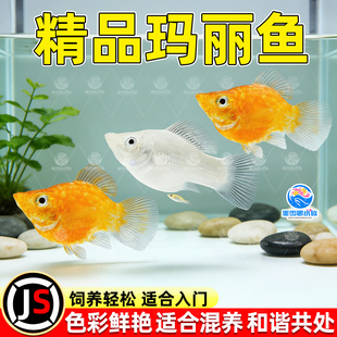 胎生鱼活体玛丽球淡水冷水小鱼易繁殖鱼好养热带观赏鱼新手鱼