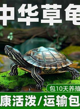 乌龟活物中华草龟金线小乌龟苗外塘家养长寿宠物龟观赏龟王八