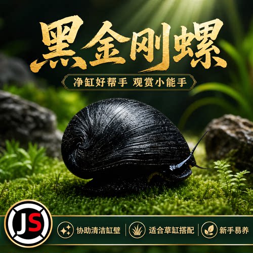 黑金刚耐活活体螺好养清洁草缸工具螺刷神器强效除藻净缸
