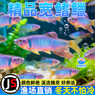 网红群游长鳍鱲溪流原生缸马口鬣异躐宽躐观赏鱼原生鱼冷水淡水鱼