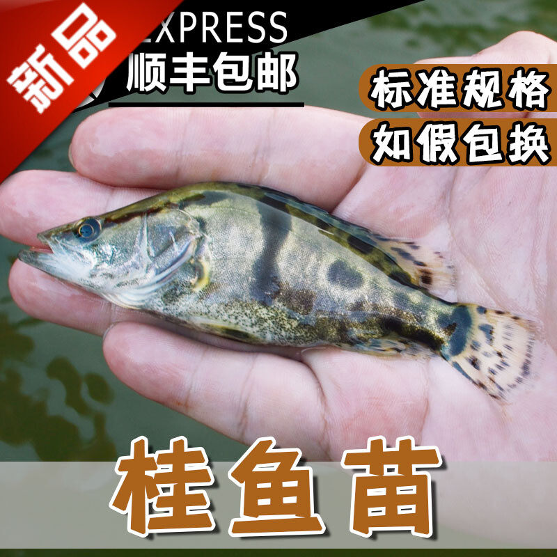 桂鱼苗鳜鱼苗淡水桂花鱼苗贵鱼鲑鱼白桂斑鳜凶猛肉食性养殖活体