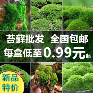 鲜活苔藓微景观植物盆景盆栽水陆缸假山草造景材料白发藓短绒青苔