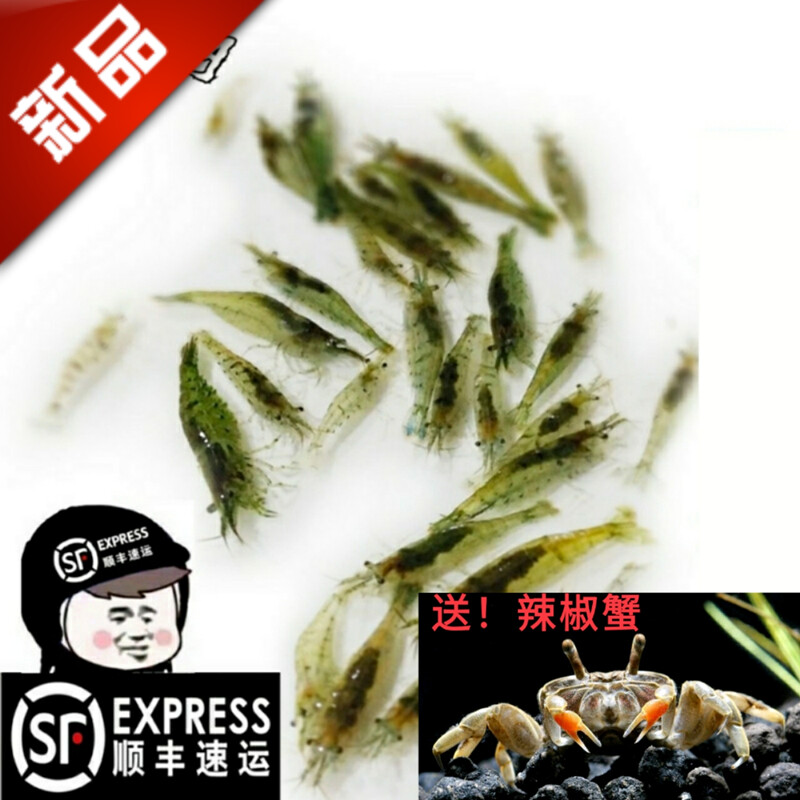 黑壳虾鱼缸水草清洁除藻工具超大观赏米虾宠物活体饲料淡水族造景