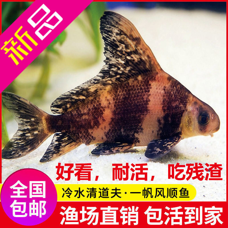 一帆风顺胭脂鱼苗淡水冷水清道夫观赏鱼活体垃圾鱼好养清洁工具