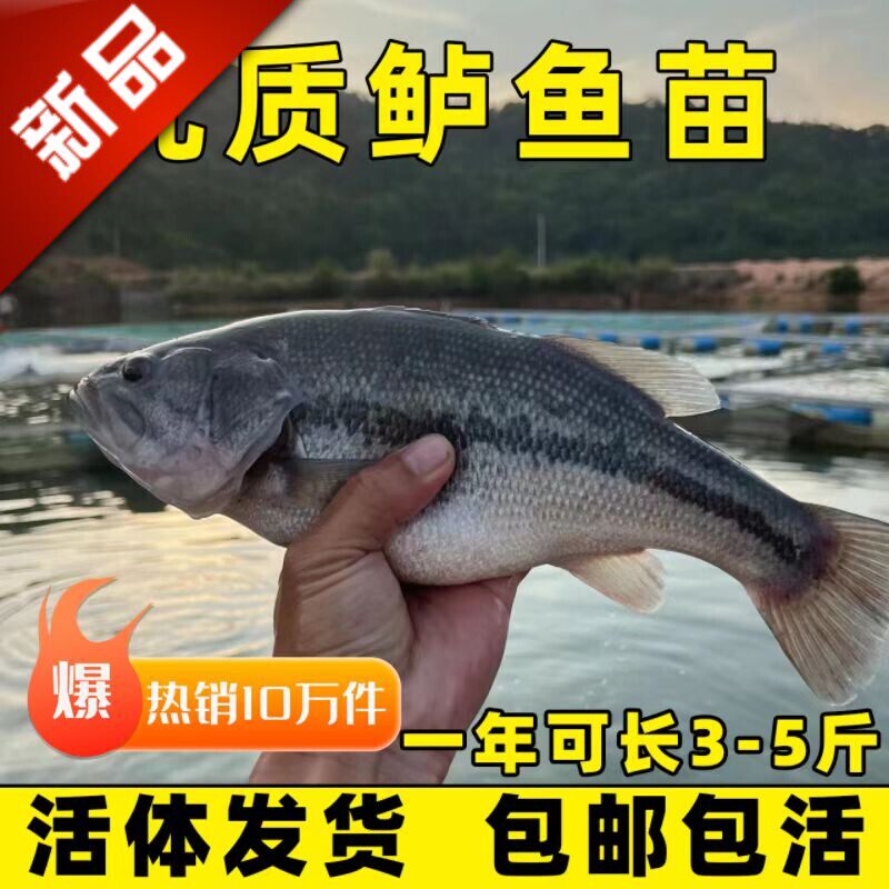 加州鲈鱼苗淡水养殖食用鲈鱼苗大口黑鲈路亚黑鱼鲫鱼凶猛观赏鱼苗