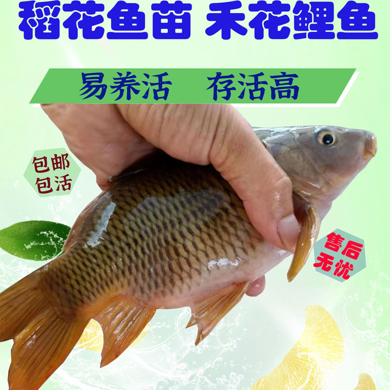 稻花鱼苗禾花鲤苗荷花鲤鱼苗禾花鲤鱼鱼苗淡水 养殖 食用禾花鱼苗