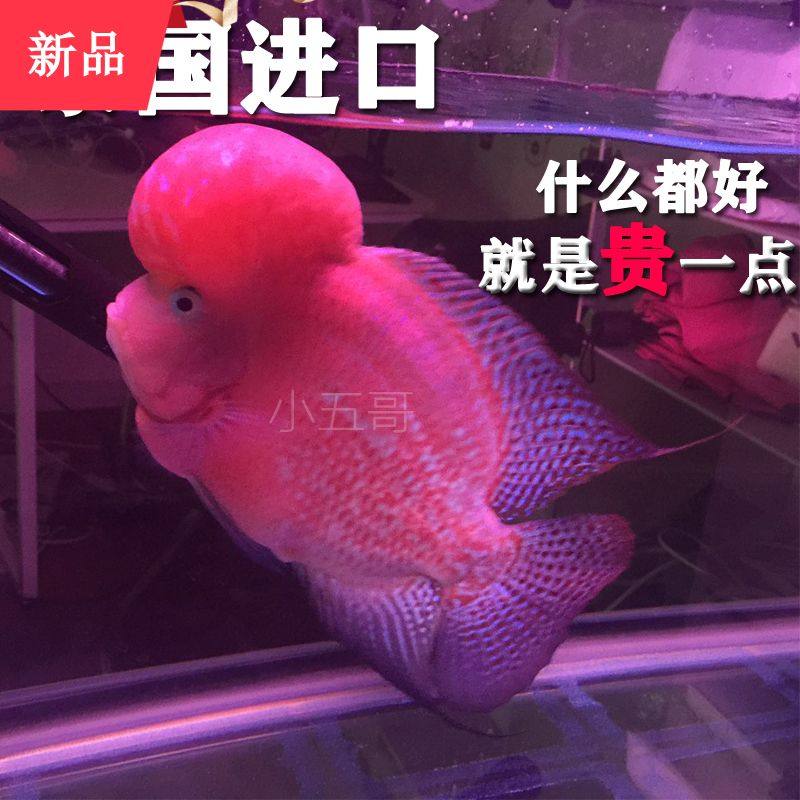 热带观赏鱼鸿运泰国金花亚成罗汉鱼鱼苗活体德萨幻彩起头火凤凰|ruв категории животное/Животное питание и принадлежностей, аквариум мира, рыба - от Buy2taobao.com для оказания профессиональной услуги покупки агента Taobao