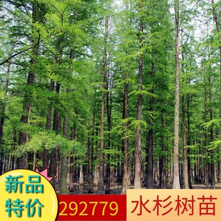 水杉 水杉树苗 包邮 金叶水杉 树苗 水衫树苗 水松树 速生杉树苗