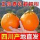 正宗春见耙耙柑四川水果新鲜当季 橘子彩箱整箱礼盒批发 现摘应季