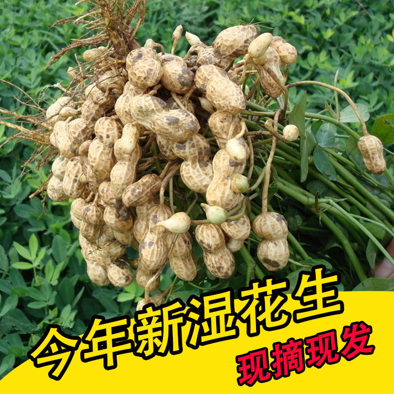 2025新鲜花生湿花生带壳花生粉皮花生农家自种带泥花生现挖现发