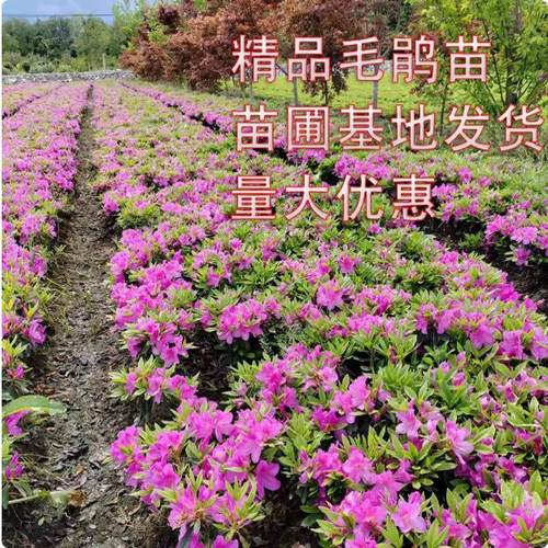 基地 夏娟苗 紫鹃苗 矮婆鹃色块苗 西洋鹃绿化苗木石岩杜鹃小苗
