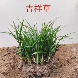吉祥草阔叶麦冬金边麦冬四季常绿地被植物绿化苗耐寒植物庭院观叶