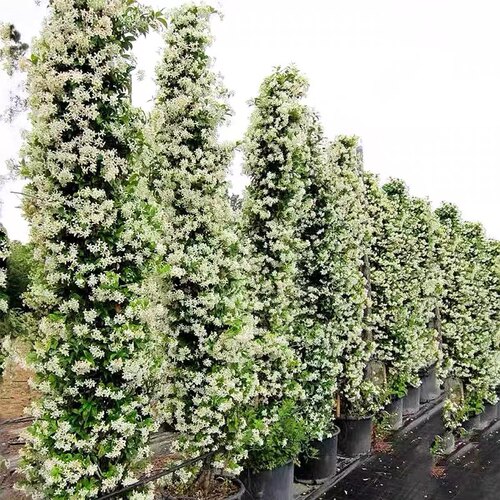 风车茉莉盆栽大苗懒好养藤垂丝爬藤花卉耐寒阳台盆栽植物四季开花
