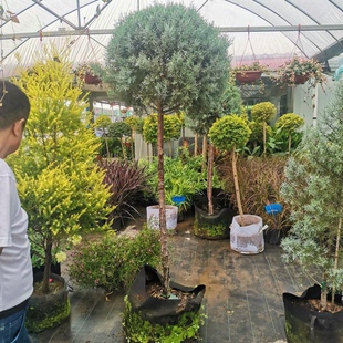 花镜蓝冰柏树苗圣诞树苗四季常绿耐寒耐热好养庭院树木一米五以上