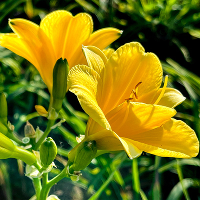 黄色金娃娃萱草花苗大花萱草忘忧草苗多年生耐寒庭院花园地被植物