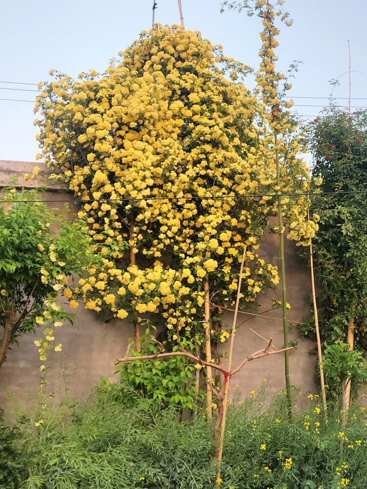 木香花苗爬藤植物庭院蔷薇开花特大花四季浓香红色甜蜜红木香花苗