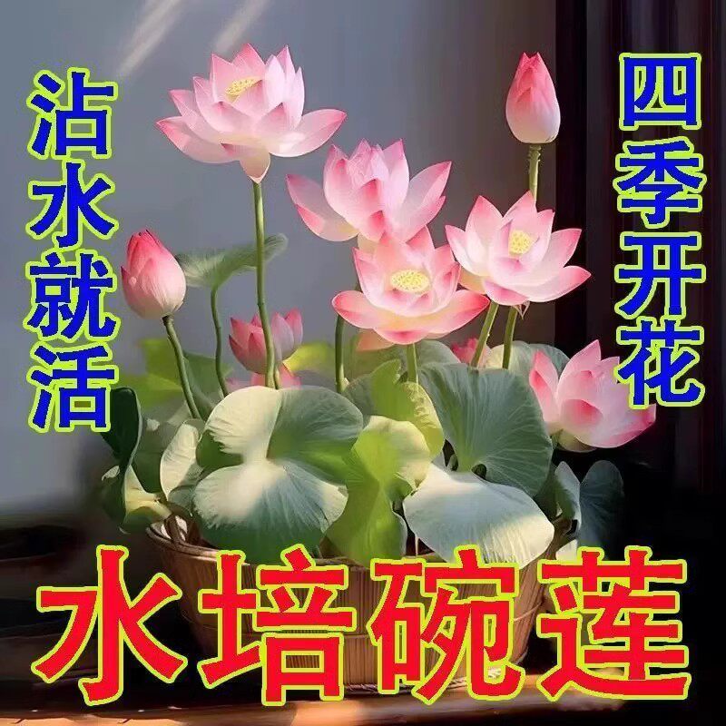【下单立减30】睡莲花卉好养种籽荷花盆栽客厅四季水养QC