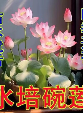 【下单立减30】睡莲花卉好养种籽荷花盆栽客厅四季水养QC
