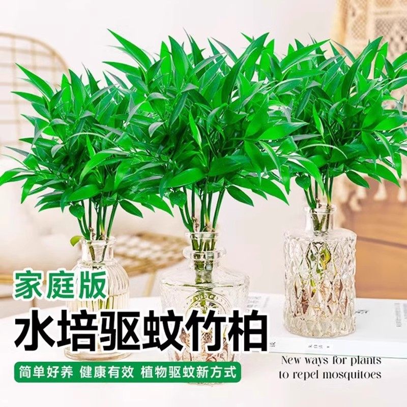【下单立减30】竹柏驱蚊竹水培植物室内客厅水养绿植花卉盆栽