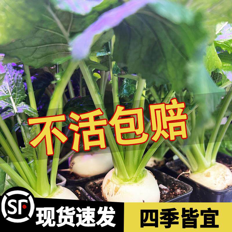 盘菜种子台州玉环盘菜大盘菜种籽盘菜头种子春季四季播蔬菜种孑