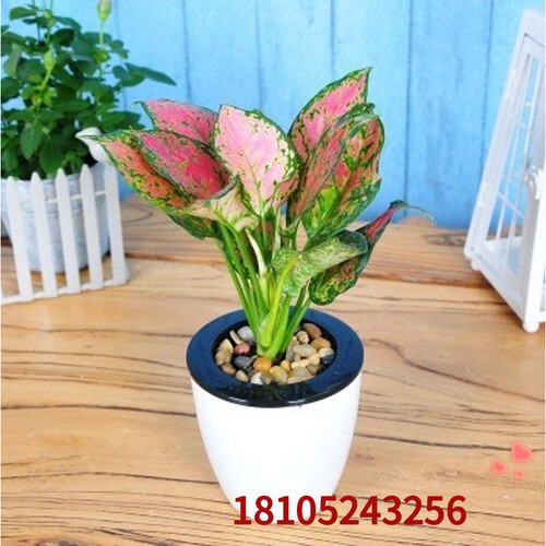 红色万年青价格 红色万年青图片 星期三