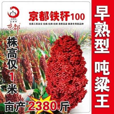 矮杆酒糯高粱王超吨铁杆100红高粱种子 矮杆抗鸟酿造型高产高粱籽