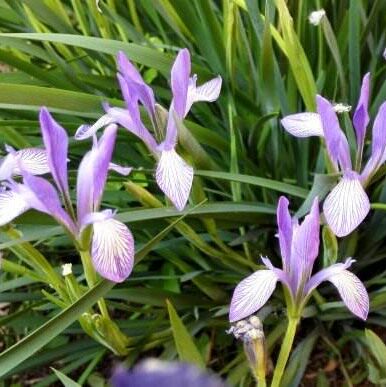 多年生宿根马蔺种子 马莲种子  马莲花蝴蝶花   马韭马兰花种子