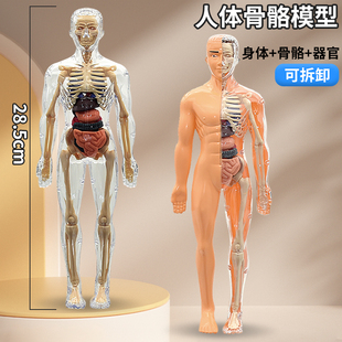 人体结构仿真3d可拆卸拼装医学解刨骨骼器官立体拼图儿童科教玩具