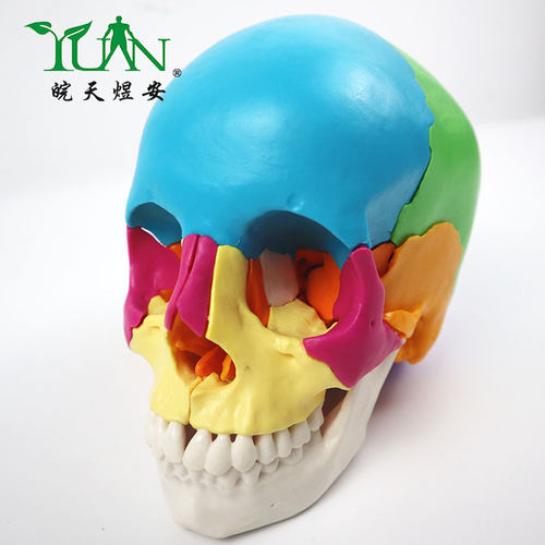 人体可拆卸彩色美术仿真头骨模型