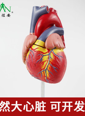 YA/C023_1:1自然大人体心脏模型解剖_两部件_磁性吸附数标47CPST
