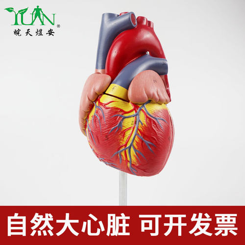 人体心脏模型解剖自然部件磁性