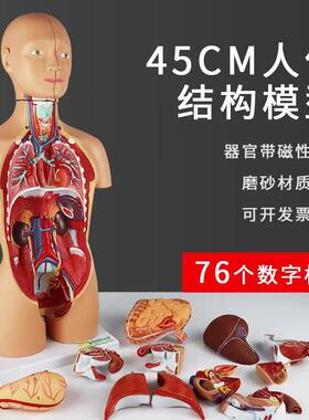 QLT-0322_45CM人体躯干模型_两性男女_可拆卸_带磁性_数标76CPST