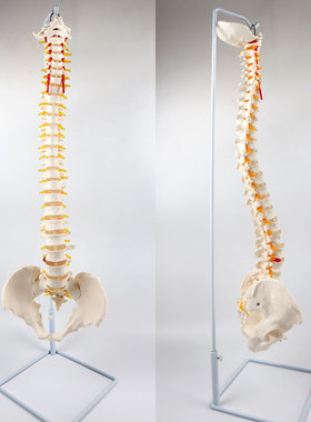 YA/L036脊椎模型85cm自然大可弯曲_带骨盆_带神经及椎间盘CPST