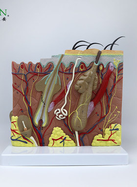 YA/HB012_医学放大人体皮肤组织结构解剖模型美容整形_数标25CPST