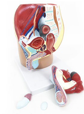 QLT-0570医学男性泌尿模型盆腔前列腺解剖生殖器官教学多数标CPST