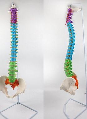 YA/L037彩色脊椎模型85cm自然大可弯曲_带骨盆_神经_椎间盘CPST