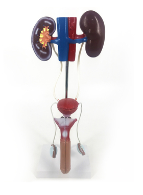 QLT-0567-2人体男性泌尿科生殖系统解剖模型肾脏膀胱医学教具CPST