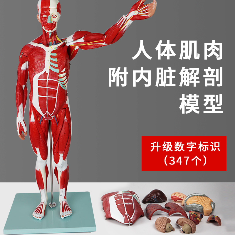 3B高品质医学人体肌肉模型全身